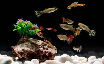 Para controlar al mosquito del dengue crían peces 'guppies'