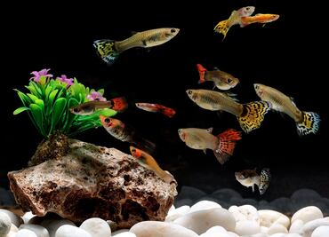 Para controlar al mosquito del dengue crían peces 'guppies'