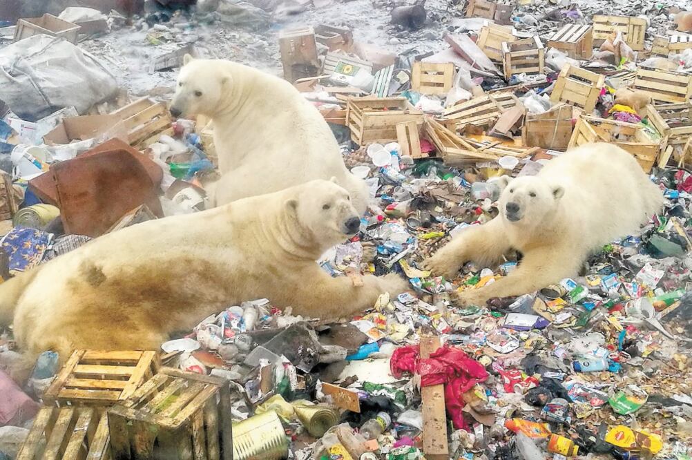 Un grupo de osos polares se alejó de su hábitat en el Ártico, debido al deshielo provocado por el calentamiento global, y arribó a la villa de Belushya Guba, Rusia, para buscar comida en los basureros de la ciudad. ALEXANDER GRIR. AFP