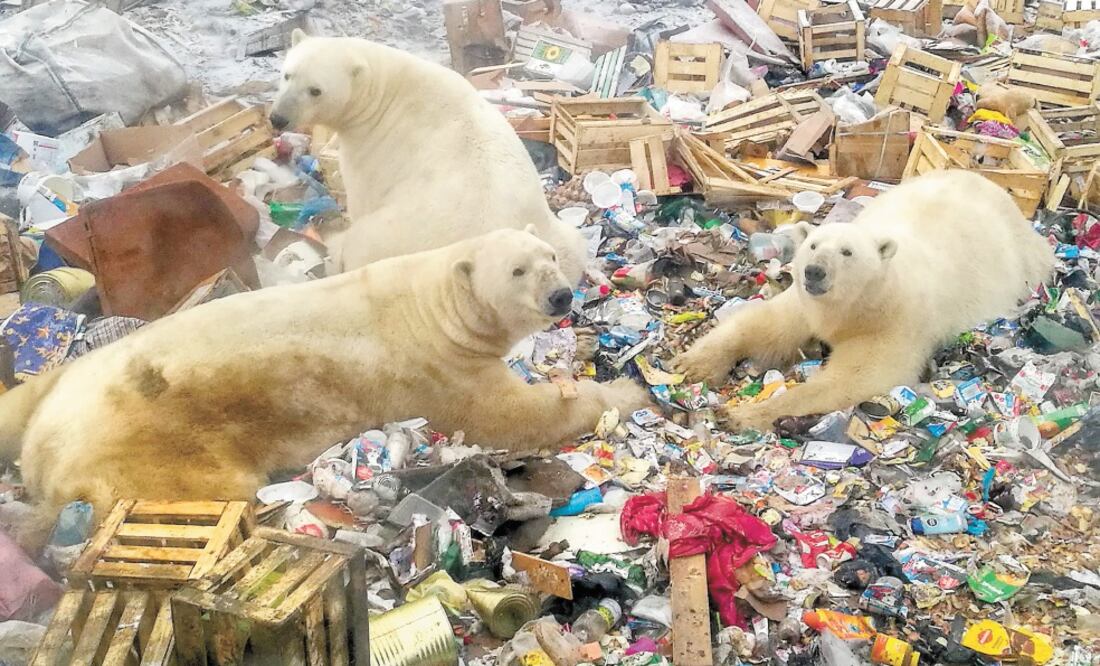 Un grupo de osos polares se alejó de su hábitat en el Ártico, debido al deshielo provocado por el calentamiento global, y arribó a la villa de Belushya Guba, Rusia, para buscar comida en los basureros de la ciudad. ALEXANDER GRIR. AFP