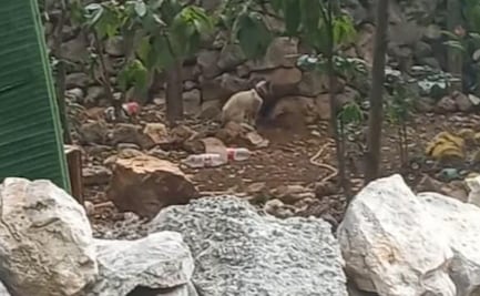 Denuncian maltrato animal contra un gato en Mérida, Yucatán