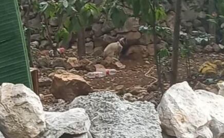 Denuncian maltrato animal contra un gato en Mérida, Yucatán