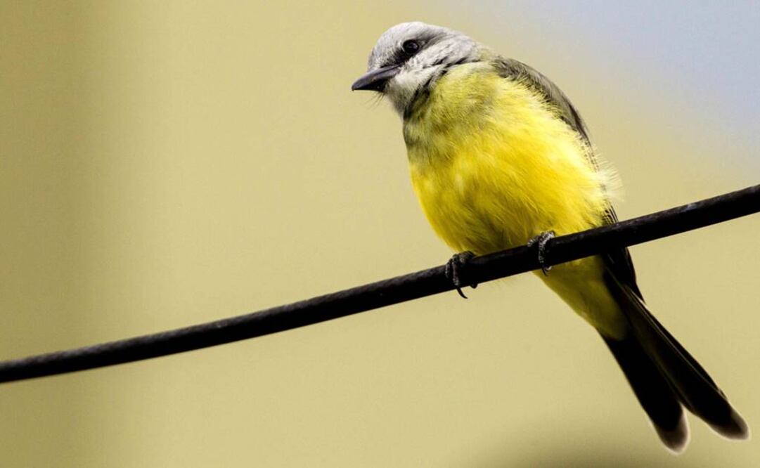 Hallazgo "tiene importantes implicaciones en las enfermedades mitocondriales humanas porque ayuda a comprender cómo las mutaciones del ADN mitocondrial afecta a individuos y poblaciones". Foto: Archivo