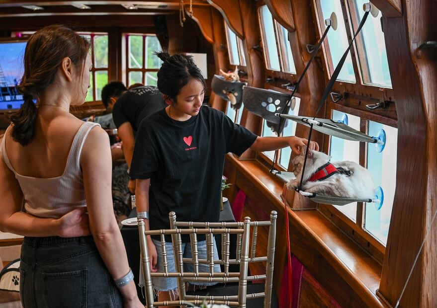 Los visitantes acarician a un gato en el Royal Albatross, un barco alto de lujo que ofrece experiencias gastronómicas y de navegación en las aguas de Singapur y donde se permiten mascotas. Foto: AFP