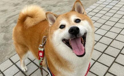 FOTOS: Cheems y la historia del meme que hizo viral al perrito en Internet