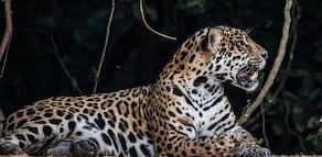 Captan en video a jaguar a 200 metros de zona arqueológica de Tulum; autoridades destacan acciones de conservación 