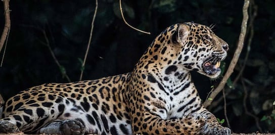 Jaguares son liberados con éxito en Brasil, pero las amenazas persisten