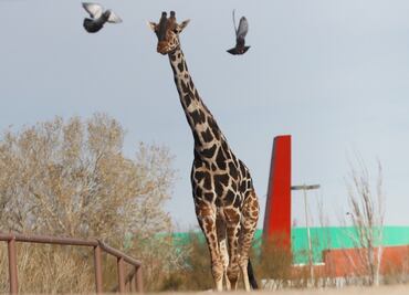 FOTOS: Jirafa Benito va en camino a su nuevo hogar en el Africam Safari en Puebla