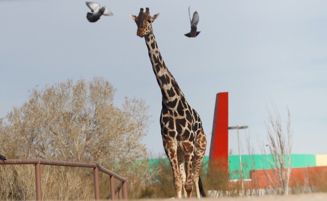 Jirafa Benito llega al Africam Safari en Puebla. Fotos: Christian Torres | EL UNIVERSAL