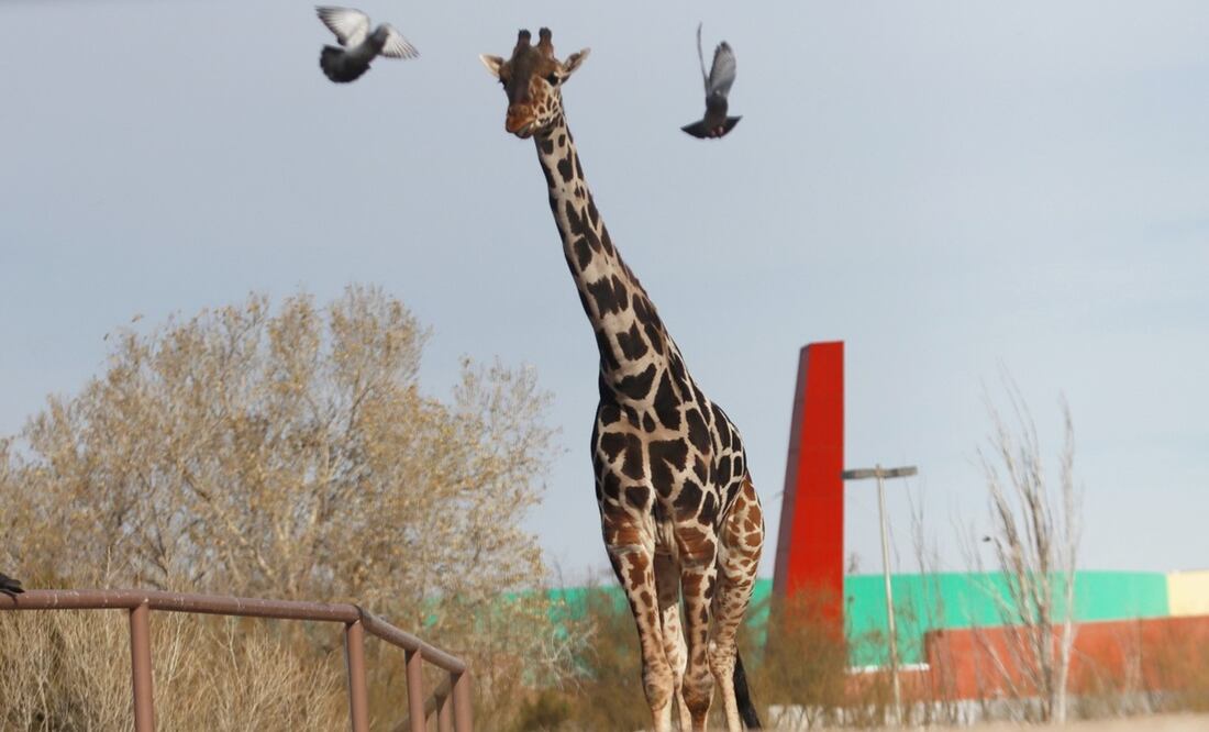 Jirafa Benito llega al Africam Safari en Puebla. Fotos: Christian Torres | EL UNIVERSAL