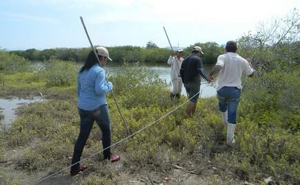 Al rescate de los manglares