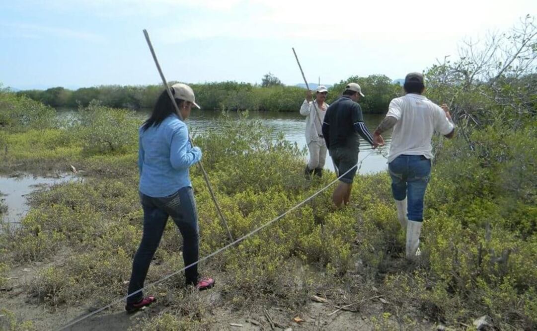 Edmi Itzel Rojas Aguilar trabaja desde hace más de 12 años en la restauración de manglares de la zona Marismas Nacionales. (FOTO: Conacyt)