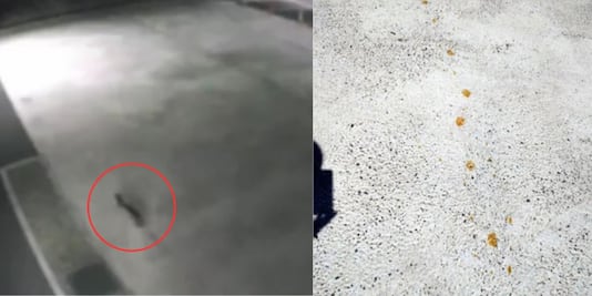 "Gato radiactivo" de Japón: así es el cromo hexavalente con el que tuvo contacto el felino