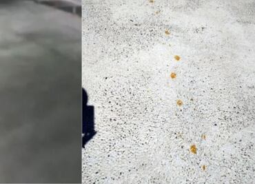 Japón busca a un "gato radiactivo" que cayó en una tina con químicos cancerígenos