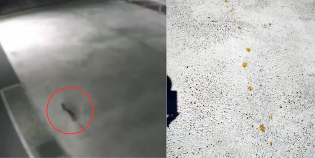 Un gato cayó en un tanque de químicos en Japón. Foto: Captura de pantalla de video difundido en redes sociales.