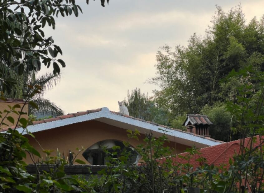 Casa del presidente del Senado, Gerardo Fernández Noroña, en Tepoztlán. Foto: Tomada de la cuenta de la cuenta de X de @fernandeznorona.
