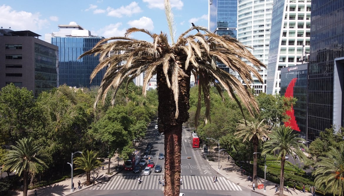 Aspectos de la glorieta de la palma en avenida Reforma en la Ciudad de México. Foto: Diego Prado/ Archivo, El Universal