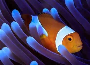 Secuencian el genoma del pez payaso