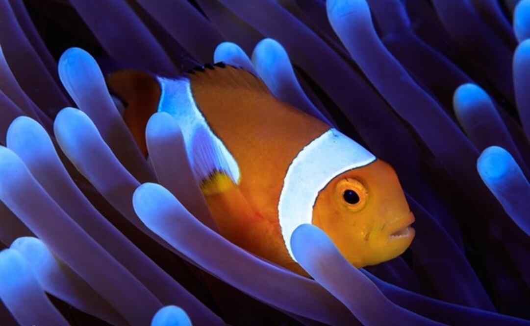 Foto: Europapress / Tane Sinclair