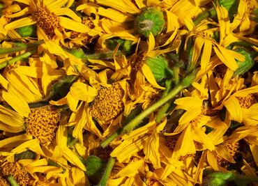 Esta es la infusión que ayuda a desinflamar