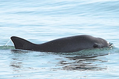 Semar blinda zona por vaquita marina