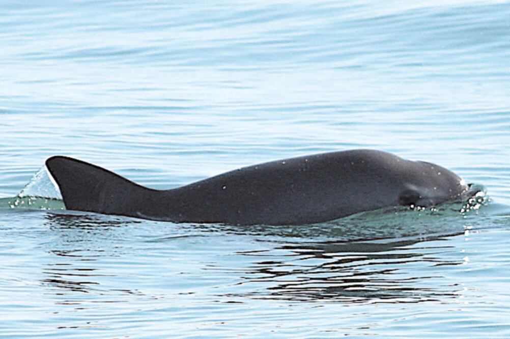 La Marina ha implementado medidas con el objetivo de facilitar las acciones, que se pusieron en marcha la semana pasada, para preservar la vaquita marina, una especie considerada en peligro de extinción. (SEMARNAT)