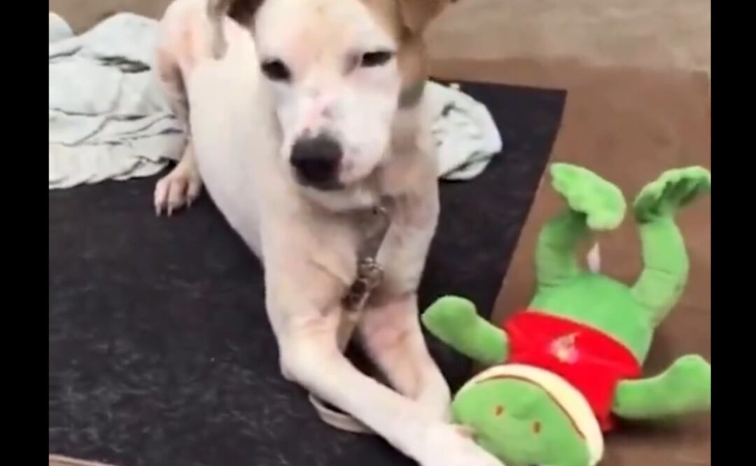 Perritos rescatados de las inundaciones en Brasil reciben peluches de regalo. Foto: Captura de imagen