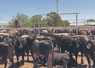 “Estamos rezando a Dios y a la Virgen”, dicen ganaderos
