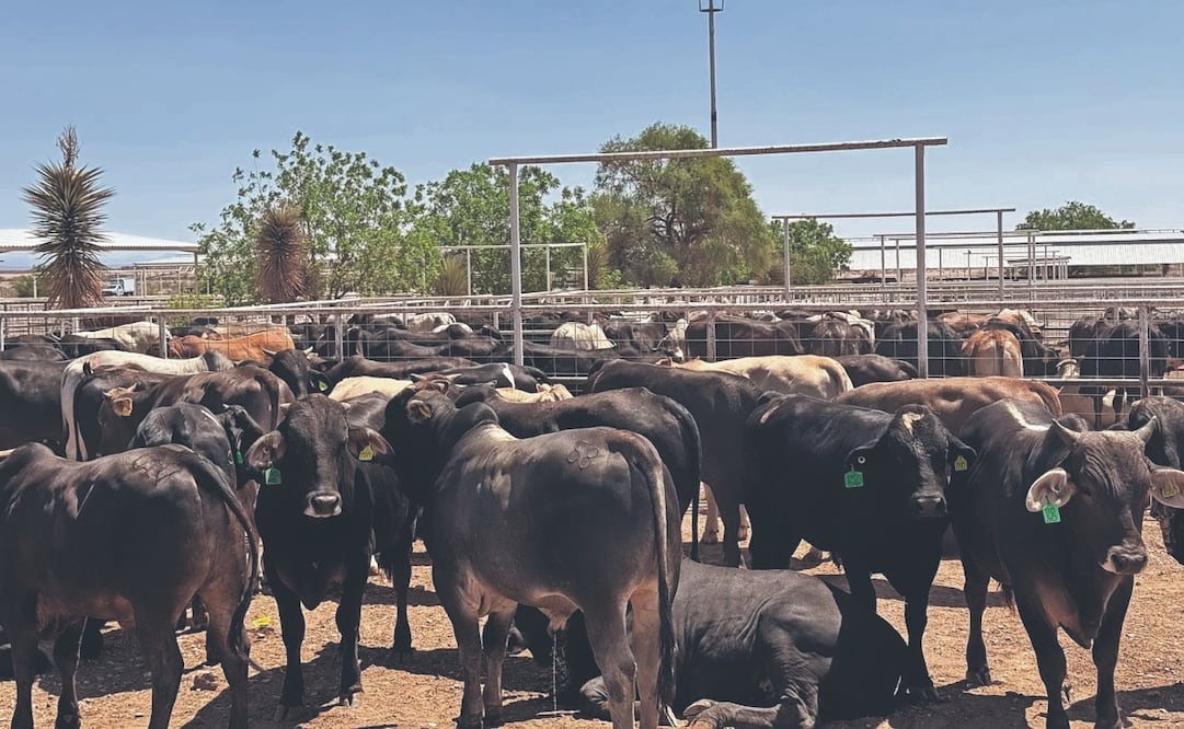 Ganaderos de la frontera norte señalan que cientos de animales permanecen en los corrales, ante la suspensión de las exportaciones a la Unión Americana. Foto: Especial