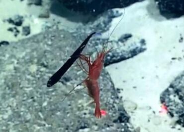 Épica lucha entre un camarón y un pez más grande