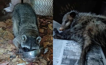 Profepa libera mapaches y fauna silvestre en Chiapas y Morelos; animales regresan a su hábitat natural