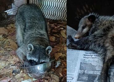 Profepa libera mapaches y fauna silvestre en Chiapas y Morelos; animales regresan a su hábitat natural