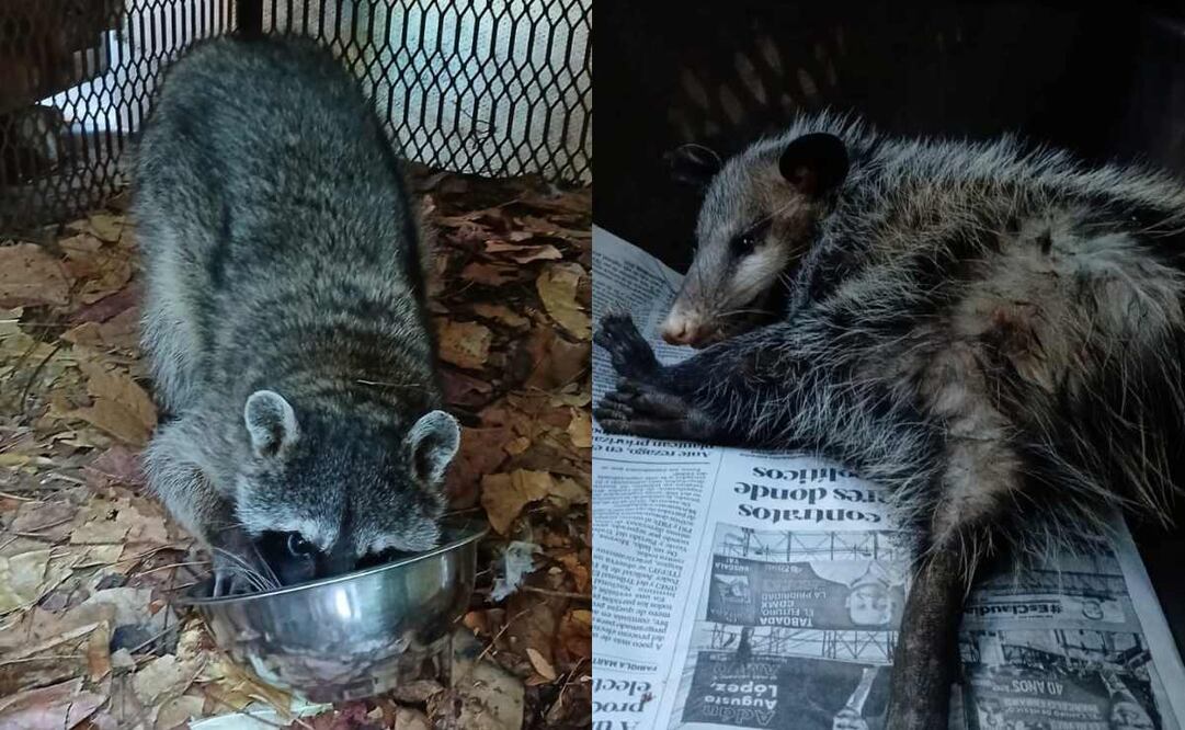 Los ejemplares fueron entregados por particulares y elementos de diferentes corporaciones de Protección Civil de los municipios de Xochitepec, Cuernavaca y Jiutepec. Fotos: Profepa