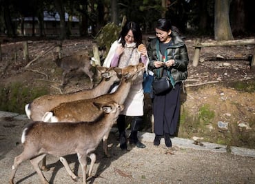 Denuncian muerte de ciervos en Japón por comer plástico que dejan turistas