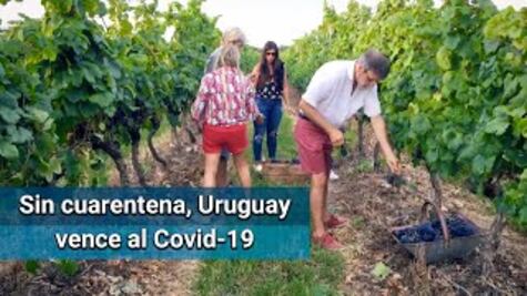 Cuál es el secreto de Uruguay, que sin cuarentena, está derrotando al Covid-19