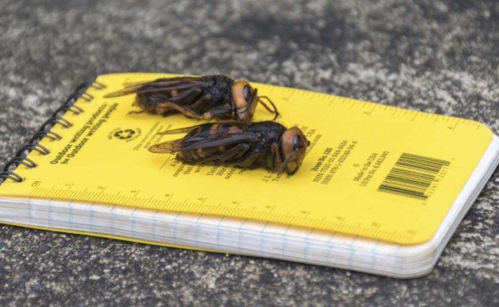 La avispa asiática está lejos de llegar a México, asegura especialista