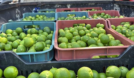 Limoneros bajo fuego: productores asesinados y extorsiones en aumento en Michoacán