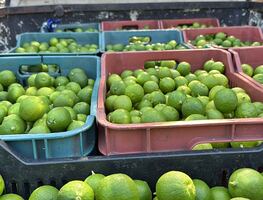 Limoneros bajo fuego: productores asesinados y extorsiones en aumento en Michoacán