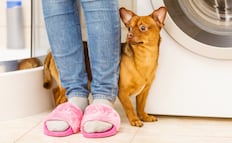 ¿Qué es la ansiedad por separación en mascotas?; estas son las señales que podrían afectar su salud