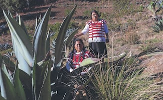 Madres ñuu savi tlachiqueras, adoptan oficio del pulque