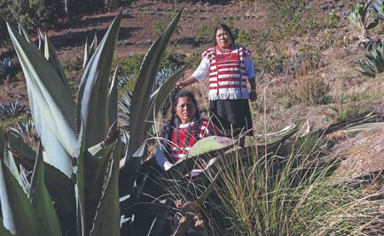 Madres ñuu savi tlachiqueras, adoptan oficio del pulque