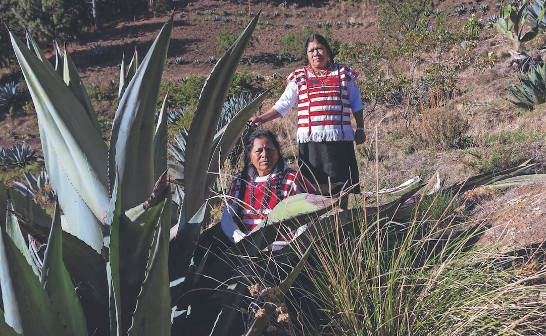 En las comunidades originarias de Oaxaca, las mujeres se dedican a raspar el corazón de los magueyes. Foto: Juana García