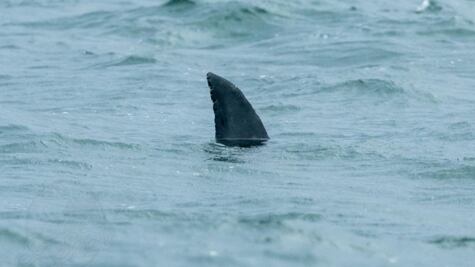 Bromista asusta a niños durante excursión con falsa aleta de tiburón