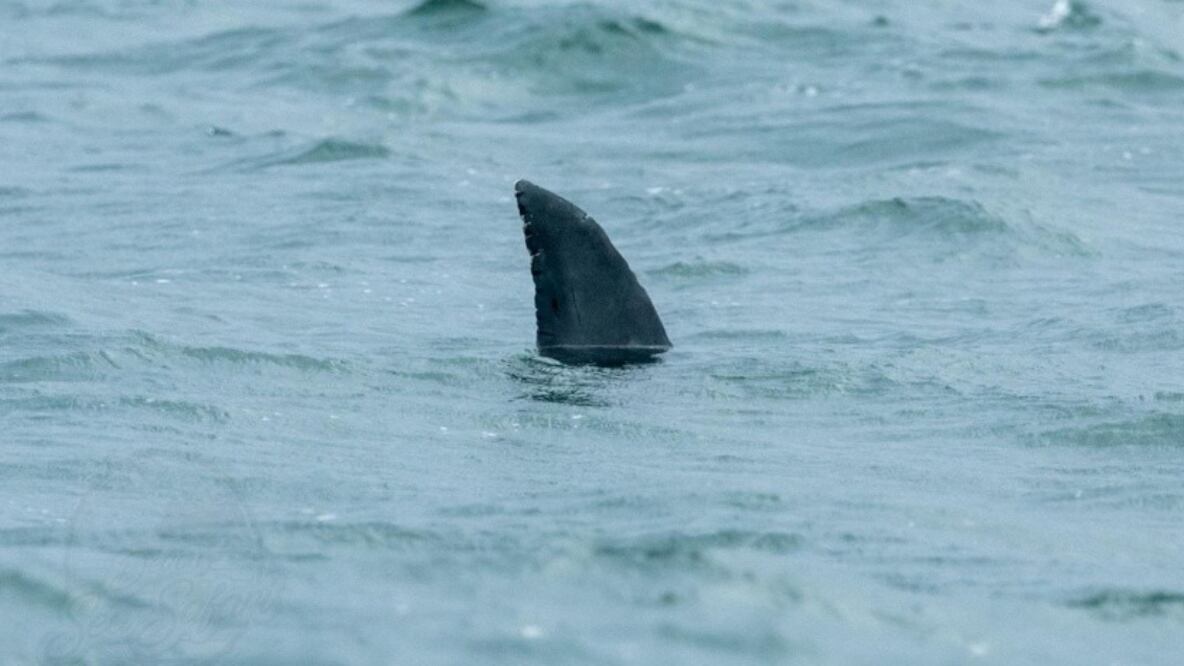 Tiburón blanco falso | Fuente: Facebook Devon Sea Safari