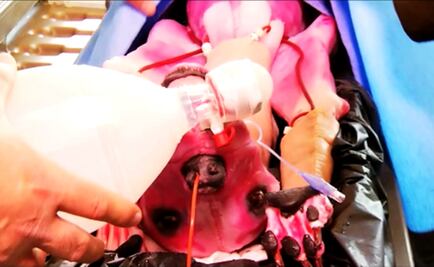 “Syn Dog”, el perro robot para veterinarios