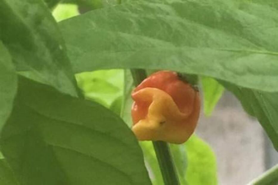 El chile más picante del mundo puede ocasionarte la muerte