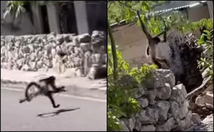 Captan a monos araña en calles de Dzidzantún, Yucatán