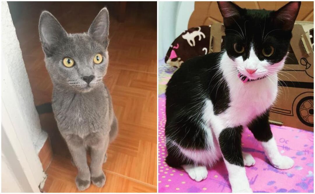 Trivia. Gánate un kit para tu minino