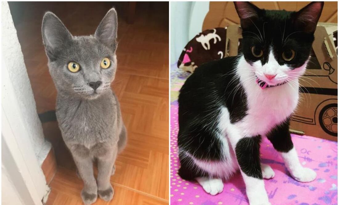 Trivia. Gánate un kit para tu minino