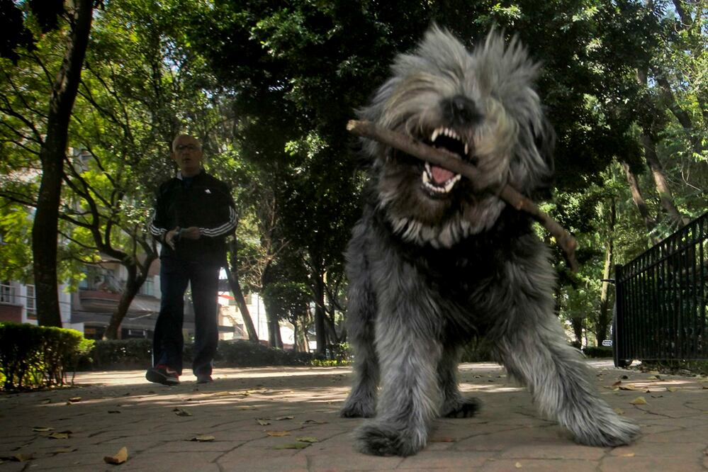 Ante el presunto envenenamiento de entre 12 y 18 perros en la colonia Condesa —registrados entre el martes 29 de septiembre y el viernes 2 de octubre—, la delegación Cuauhtémoc establecerá un protocolo  para actuar en este tipo de casos, anunció Javier Hidalgo, director de Gestión y Movilidad de la demarcación. 